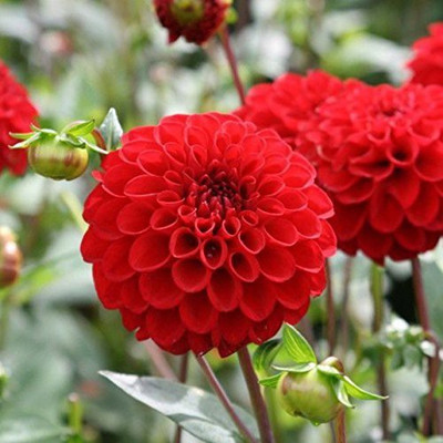 Aywal Dahlia Flower Seed(80 per packet)