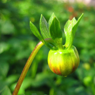WILLVINE ATS-489 F1 Hybrid Dahlia Pompon Seed(50 per packet)