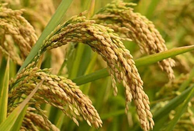 the green dotcom Dhan Paddy Seeds Vadlu For Pooja, Germination Seed(2400 per packet)