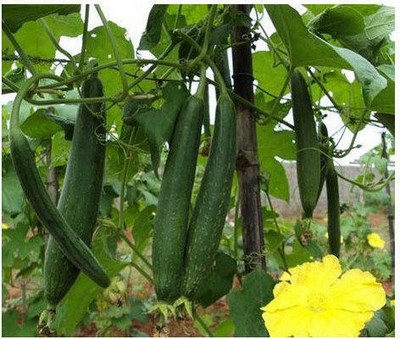 Quentova Sponge Gourd-DLX-6P Seed(100 per packet)