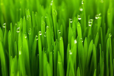 Qualtivate NBIR-56 Cat Wheatgrass Seeds Seed(2000 per packet)