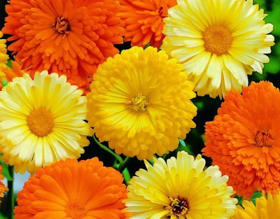 CYBEXIS CALENDULA OFFICINALIS GITANA MIXED SEEDS100 Seeds Seed(100 per packet)