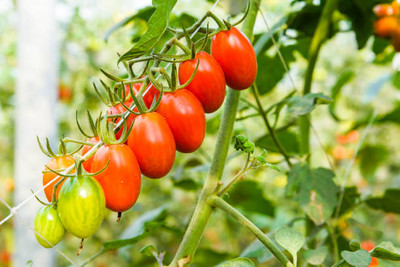 XOLDAA tomato Seed(130 per packet)