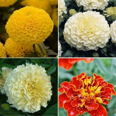 NooElec Seeds India Marigold yellow, white, Vanilla, French flower Seed(200 per packet)