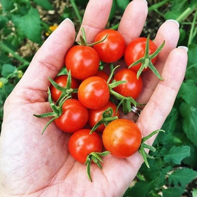 DEYS AGRO ™ cherry tomato seeds hybrid Seed(100 per packet)