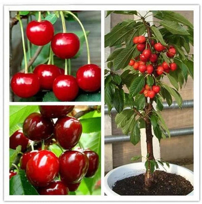 Aywal Cherry Fruit Seed(2 per packet)