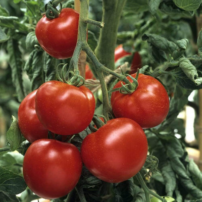 KNESSiN Easy to Grow Craigella Tomato Seeds For Gardening - (400 Seeds) Seed(400 per packet)