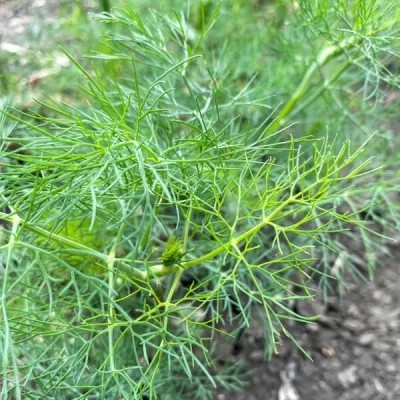 Quentova Green Dill/Soya Herb Plant-LIV-4B Seed(250 per packet)