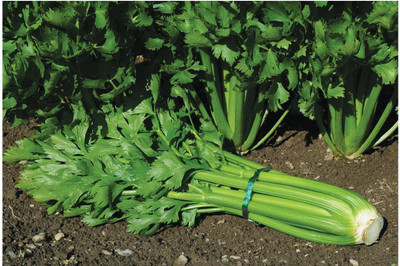 ENTENT Celery Seeds ,Organic,non gmo, Vegetable Seed(120 per packet)