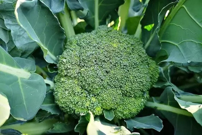 Aro Broccoli Seed(10 per packet)