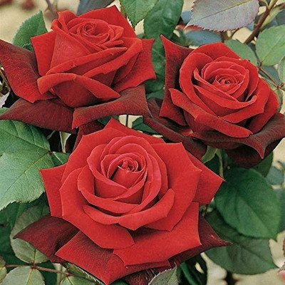 LPR FLOWER MIX Seed(10 per packet)