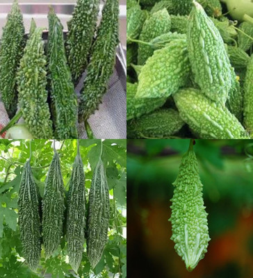 ibains Bitter gourd seeds hybrid f1 all season beej 39 Seed(39 per packet)