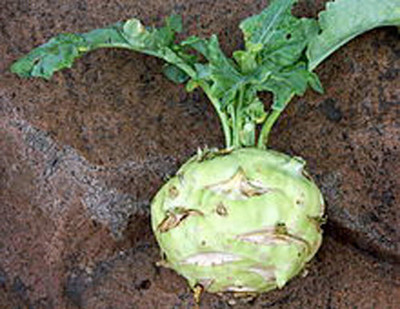 WILLVINE PUSA -VI Kholrabi/Knolkhol Korist F1 Hybrid [25g] Seed(7500 per packet)