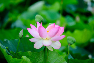 MAKHAN lotus,kamal gatta Seed(14 per packet)
