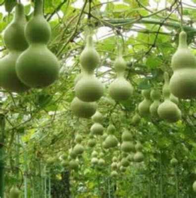 Qualtivate HYB-5A Mix of Large & Medium Bottle Gourd Seeds Seed(50 per packet)