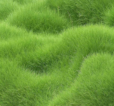 BDSresolve growing bermuda grass from seed/Lawn Grass Seeds 3000 Seed(3000 per packet)