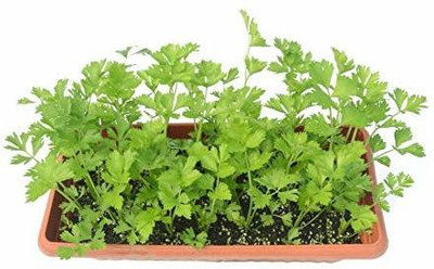 KANAYA Coriander Seed(600 per packet)