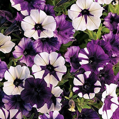 CYBEXIS Purple Petunia Flower Seeds Seed(50 per packet)