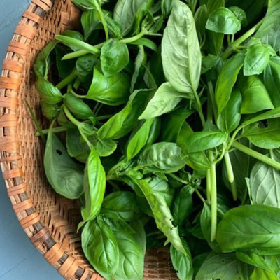 Qualtivate GUA-76 Basil Genovese Ocimum Basilicum Seed(1000 per packet)
