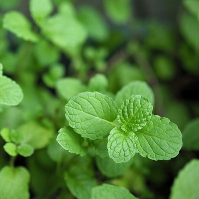 KNESSiN Mint Seed(1250 per packet)