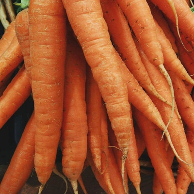 CYBEXIS ATS-50 - Carrot Scarlet Nantes Daucus carota - (2250 Seeds) Seed(2250 per packet)
