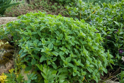 Quentova Common Oregano - Origanum Vulgare-RJ-5N Seed(300 per packet)