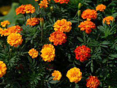 ACCELCROP marigold/gende ka phool flower seeds Seed(50 per packet)