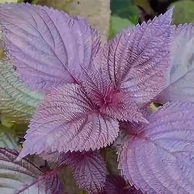 KNESSiN Basil Perilla Shiso Seed(200 per packet)