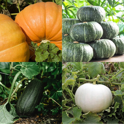 ibains Red pumpkin seeds for planting biij 13 Seed(13 per packet)