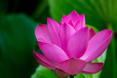 Seedshub lotus,kamal gatta Seed(11 per packet)