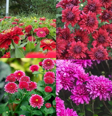 ibains Hybrid chrysanthemum flower seeds beez 32 Seed(32 per packet)