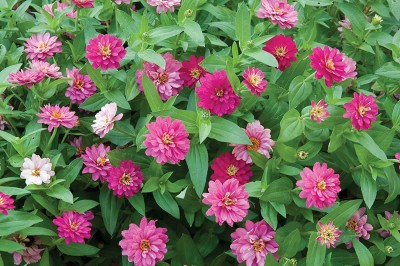 CYBEXIS Imp. Exquisite Zinnia Seeds Seed(25 per packet)