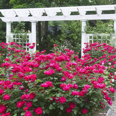 Qualtivate PUA-4A Knockout Double Rose Red Blooms Seed(25 per packet)