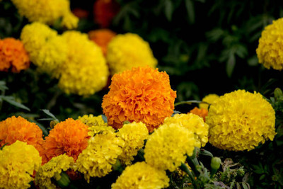 Lechler marigold,gende ka phool seeds Seed(20 per packet)
