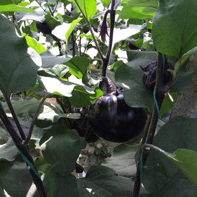 KNESSiN Brinjal Round Purple Seed(200 per packet)