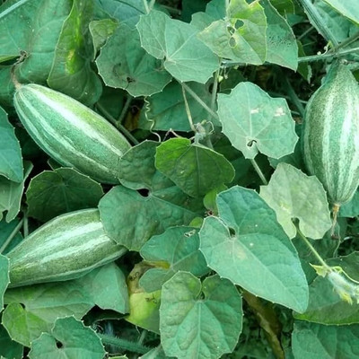GREENSEA Hybrid Pointed Gourd, Parwal, Potol Seed(30 per packet)