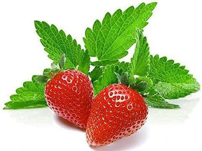 Qualtivate PUAS-3A Strawberry Mint Herb Seeds Seed(200 per packet)