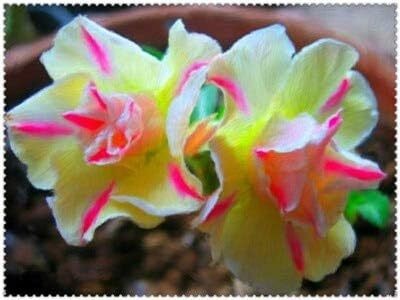 Qualtivate TLX-283 Yellow Pink Adenium obesum Desert Rose Seeds Seed(30 per packet)