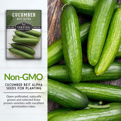 Qualtivate ICRA-1A Beit Alpha Cucumber Seed Seed(300 per packet)