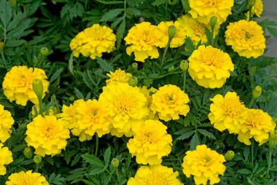 KOLKATA ORCHID ONLINE marigold/gende ka phool flower seeds Seed(50 per packet)