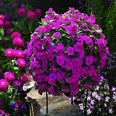 Lorvox Hybrid Vinca Mixed Flower Seed(100 per packet)