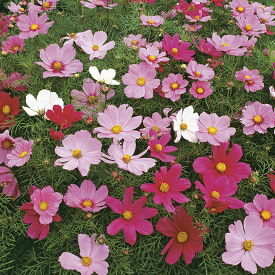 Arshiayat cosmos mix flower Seed(155 per packet)