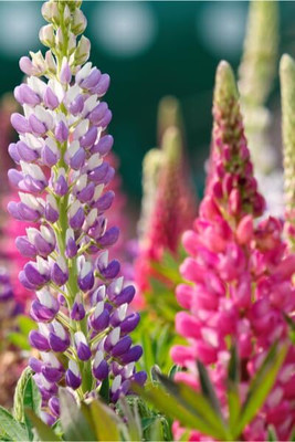 Lorvox Lupin Mix Dwarf Flower Seed(34 per packet)