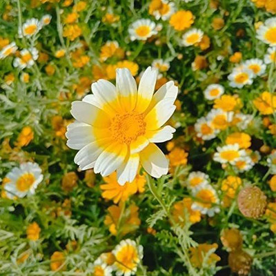 CYBEXIS Garland Mix Daisy Flower Seeds Seed(1 g)