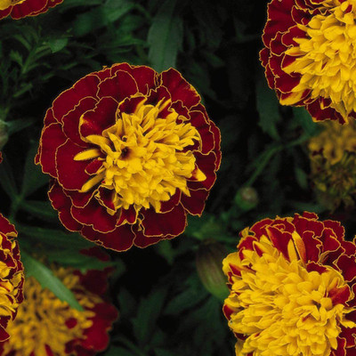 VibeX XLL-18 - Marigold Harmony - (2250 Seeds) Seed(2250 per packet)