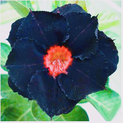 Qualtivate NBIR-131 Desert Rose Impala Lily Seed(30 per packet)