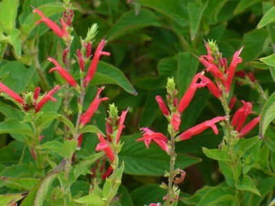 Qualtivate ICRA-3A PINEAPPLE SAGE Red Salvia Elegans Seed(100 per packet)