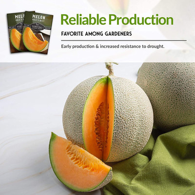 CYBEXIS GBPUT-61 - Hale's Best Musk Melon - (150 Seeds) Seed(150 per packet)