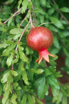 KANAYA Anar Fruit Seed(60 per packet)
