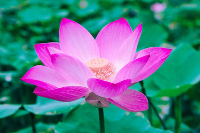 Lorvox lotus,kamal gatta Seed(11 per packet)